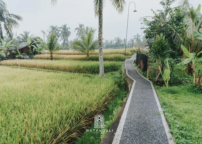 The Paddies #3 * Tampaksiring